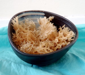 Here we have some irish moss before it's been boiled and pureed. It makes a great emulsifier and thickening agent in recipes!